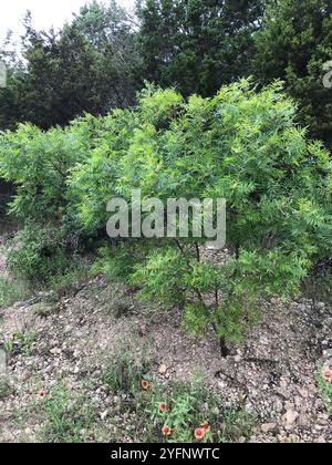 Prairie flameleaf sumac (Rhus lanceolata) Stockfoto