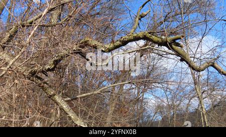 Nördliches Zinnober-Polypore (Trametes cinnabarina) Stockfoto