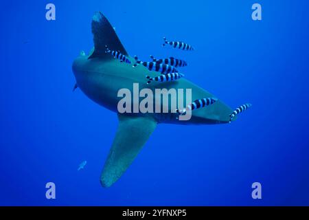 Ein ozeanischer Weißspitzenhai, Carcharhinus longimanus, mit Pilotenfisch, Naukrates Duktor, einige Meilen vor der Big Island im offenen Ozean, Hawaii. Stockfoto