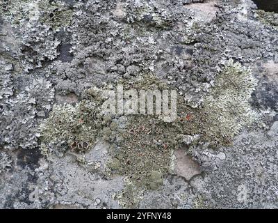 Gewürzter Steinschild (Xanthoparmelia conspersa) Stockfoto