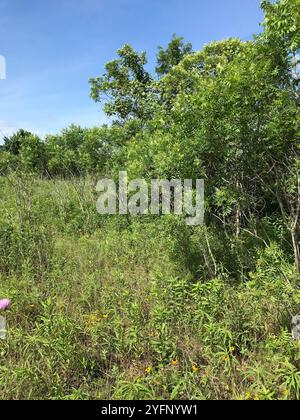 Prairie flameleaf sumac (Rhus lanceolata) Stockfoto