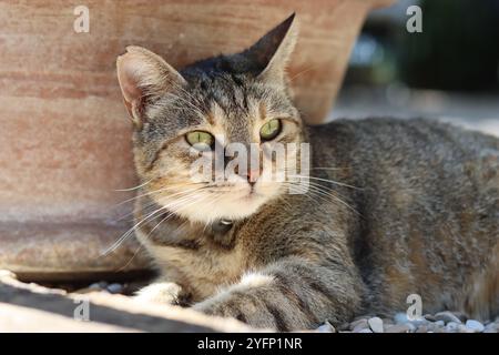 Nahaufnahme einer Tabbykatze, die im Sommer neben einem Terrakotta-Topf in einem Garten liegt Stockfoto