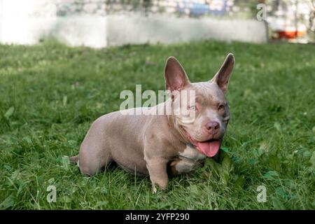 Ein entspannter amerikanischer Tyrannehund genießt die Natur und sitzt bequem mit der Zunge auf dem grünen Gras Stockfoto