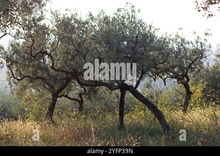 Olivenhain in Umbrien, Italien, bei Sommersonne Stockfoto