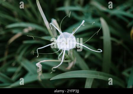 Hymenocallis littoralis, auch bekannt als Strandspinne Lilie, ist eine Pflanzenart aus der amaryllis-Familie Amaryllidaceae. Stockfoto