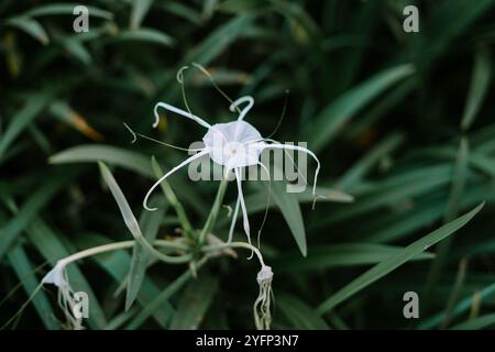 Hymenocallis littoralis, auch bekannt als Strandspinne Lilie, ist eine Pflanzenart aus der amaryllis-Familie Amaryllidaceae. Stockfoto