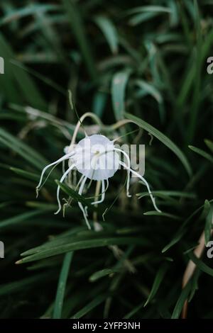 Hymenocallis littoralis, auch bekannt als Strandspinne Lilie, ist eine Pflanzenart aus der amaryllis-Familie Amaryllidaceae. Stockfoto