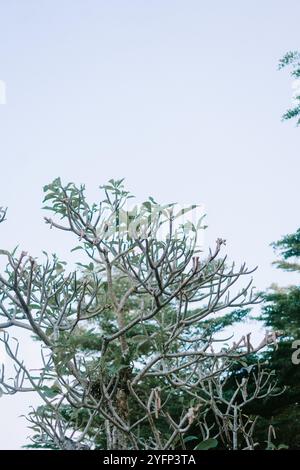 Rote Frangipani-Blüten mit üppigen Blütenblättern und tropischer Schönheit, perfekt für Themen wie Entspannung, Natur und exotische Flora Stockfoto