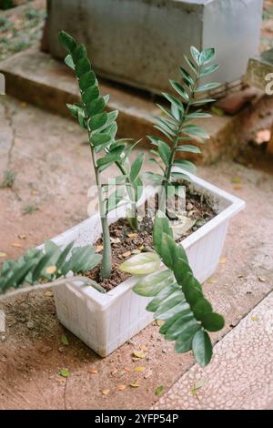 Eine ZZ-Pflanze oder Zamioculcas zamiifolia mit leuchtend grünen, wachsigen Blättern in einem rustikalen Topf im Freien. Perfekt für Innendekorationen oder Gartendesign inspira Stockfoto