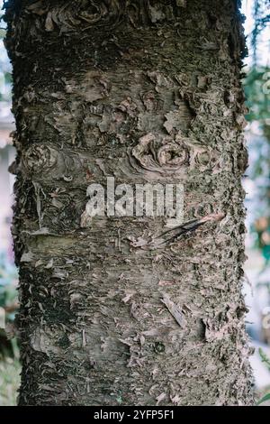 Eine Nahaufnahme eines Baumstamms mit strukturierter Rinde und komplizierten Mustern vor einer natürlichen Kulisse, die die Schönheit der Natur und unterstreicht Stockfoto