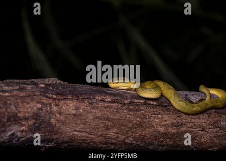 Craspedocephalus gramineus, auch bekannt als Bambus-Grubenviper, indische Grüne Grubenviper, ist eine giftige Viper, die in Indien vorkommt. Stockfoto