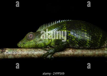 Calotes nemoricola, die Nilgiri-Waldechse, ist eine Agamidechse, die in den westlichen Ghats Indiens (Nilgiri Hills, Anaimalai, Coorg und Agumbe) gefunden wird Stockfoto