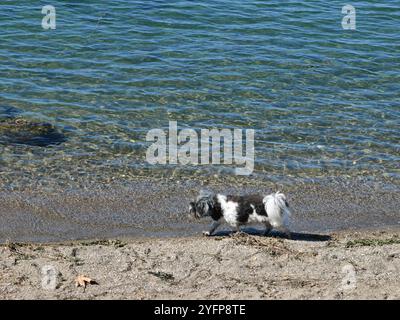 Kleiner Schwarzweiß-Hund, der entlang des Lakeside Beach spaziert – Change of Seasons-Konzept Stockfoto
