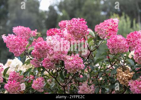 Hortensia paniculata Vanille Fraise auf einem Stamm. Hochwertige Fotos Stockfoto