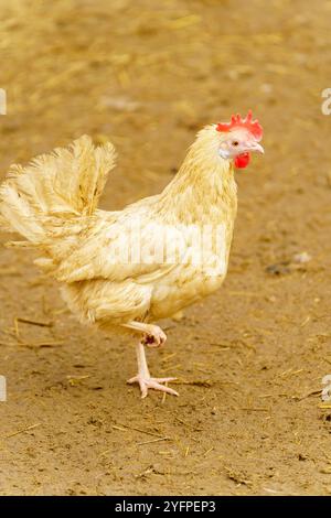 Hühner stehen auf einem unbefestigten Boden, picken und kratzen an der Oberfläche. Stockfoto