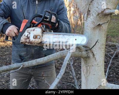 Mann schneidet Äste von Walnussbaum mit leichter Rinde mit alter Kettensäge mit orangefarbenem Körper und rostigem Messer, saisonales Beschneiden von Bäumen im Garten oder Park Stockfoto