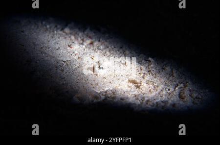 Bothus pantherinus - Leopardenflunder Stockfoto