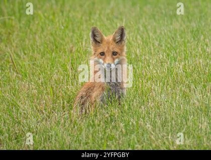 Rotfuchs sitzt in hohem Gras Stockfoto
