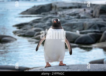 Gentoo-Pinguin auf Petermann Island, Antarktis. Stockfoto