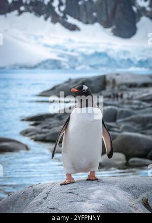 Gentoo-Pinguin auf Rock, Petermann Island, Antarktis. Stockfoto