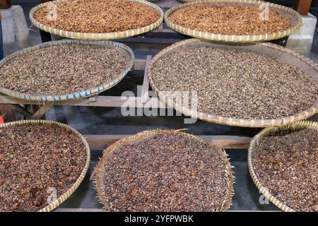 Luwak-Kaffee auf einer Kaffeeplantage. Texturen von Kaffeebohnen. Yogyakarta. Indonesien. Stockfoto