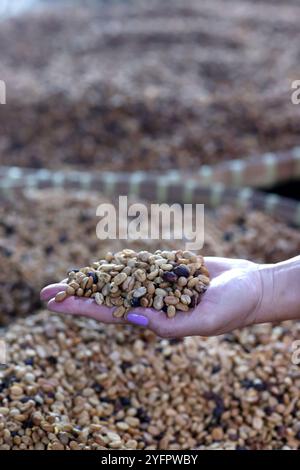 Luwak-Kaffee auf einer Kaffeeplantage. Texturen von Kaffeebohnen. Yogyakarta. Indonesien. Stockfoto