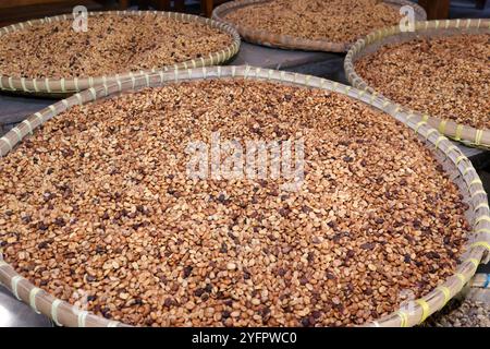 Luwak-Kaffee auf einer Kaffeeplantage. Texturen von Kaffeebohnen. Yogyakarta. Indonesien. Stockfoto