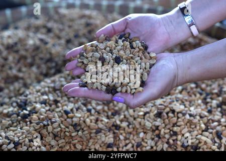 Luwak-Kaffee auf einer Kaffeeplantage. Texturen von Kaffeebohnen. Yogyakarta. Indonesien. Stockfoto