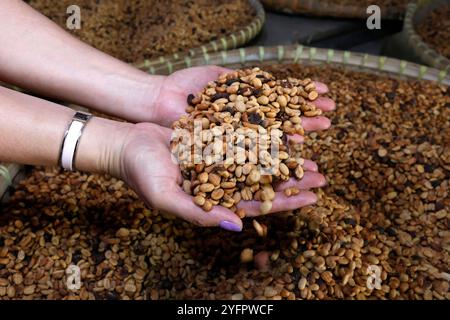 Luwak-Kaffee auf einer Kaffeeplantage. Texturen von Kaffeebohnen. Yogyakarta. Indonesien. Stockfoto