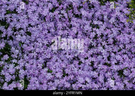 Blüten der blühenden Lavendelphlox im Garten. Naturhintergrund. Webbanner. Stockfoto