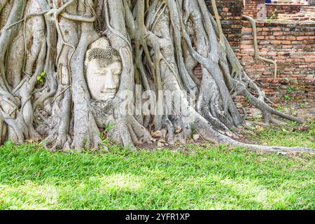 Der Stein-Buddha-Kopf, verschlungen in Baumwurzeln in Ayutthaya Stockfoto