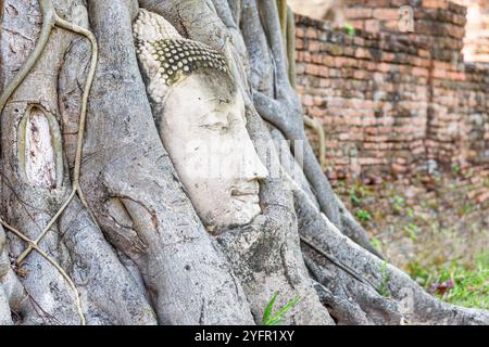 Der Stein-Buddha-Kopf, verschlungen in Baumwurzeln in Ayutthaya Stockfoto