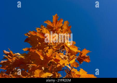 Zweige mit orangefarbenem Laub sonniger Tag. Herbstsaison. Stockfoto