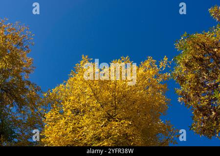 Zweige von Bäumen mit gelbem Laub an einem sonnigen Tag vor dem Hintergrund des blauen Himmels. Herbstsaison. Stockfoto