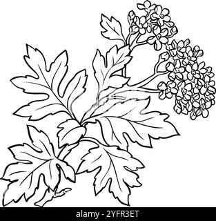 Weißdornzweig mit Blumen, Illustration Stock Vektor