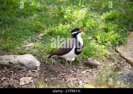 Der Lapwing hat eine schwarze Mütze und breite weiße Augenstreifen, mit einem gelben Augenring und einem Schirm und einem kleinen roten Klatsch über dem Schirm. Die Beine sind rosa-gre Stockfoto