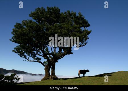 Kuh auf einer Wiese mit einsamen drei und Wolken. Einsame Kuh wird nur als Silhouette vor dem wunderschönen hellblauen Himmel dargestellt Stockfoto