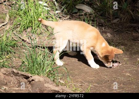 Dingos haben in der Regel einen Ingwermantel und die meisten haben weiße Markierungen an den Füßen, der Schwanzspitze und der Brust. Stockfoto