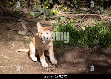 Dingos haben in der Regel einen Ingwermantel und die meisten haben weiße Markierungen an den Füßen, der Schwanzspitze und der Brust. Stockfoto