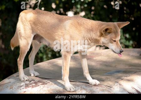 Dingos haben in der Regel einen Ingwermantel und die meisten haben weiße Markierungen an den Füßen, der Schwanzspitze und der Brust. Stockfoto