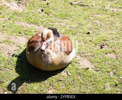 Ägyptische Gänse haben lange Hälse, lange rosa Beine, einen rosa Schirm und braune Augenflecken, die jedes Auge umschließen. Stockfoto