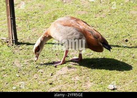 Ägyptische Gänse haben lange Hälse, lange rosa Beine, einen rosa Schirm und braune Augenflecken, die jedes Auge umschließen. Stockfoto