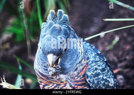 Der männliche Bandenpapagei hat einen kleinen, kräftigen Kakadu mit einem schroffen grauen Wappen, großen, breiten Flügeln und einem kurzen Schwanz Stockfoto