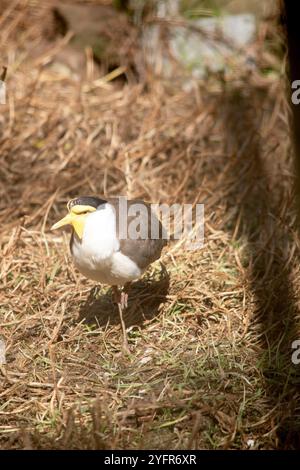 Der maskierte Lapwing ist vorwiegend weiß, mit braunen Flügeln und Rücken und einer schwarzen Krone. Die Vögel haben große gelbe Klatschgeräusche im Gesicht, Stockfoto