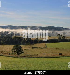 Nebelmorgen im ländlichen New South Wales, Telegraph Point. Stockfoto