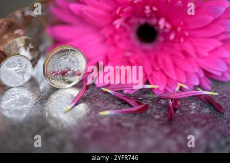 Sterling-Münzen, seine Königliche Hoheit König Karl III., stehend auf einem schwarzen reflektierenden Oberteil mit einer rosa Gerbera-Blume Stockfoto