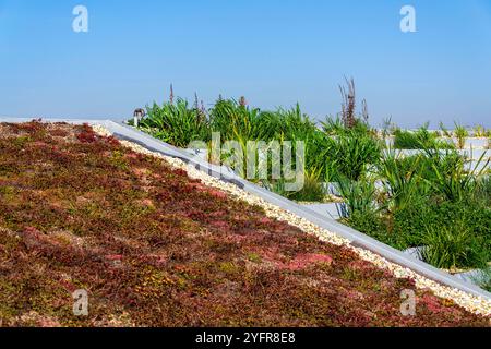 Weitläufiges ökologisch lebendes Grasdach mit Wurzelzone Abwasserbehandlungsanlage, sonniger Sommertag Stockfoto