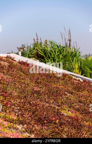 Weitläufiges ökologisch lebendes Grasdach mit Wurzelzone Abwasserbehandlungsanlage, sonniger Sommertag Stockfoto