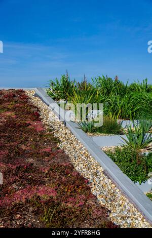 Weitläufiges ökologisch lebendes Grasdach mit Wurzelzone Abwasserbehandlungsanlage, sonniger Sommertag Stockfoto