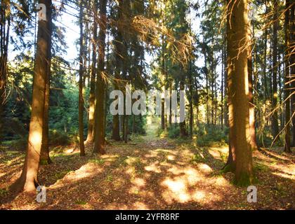 Die helle Sonne scheint wunderschön durch die Bäume im Wald Stockfoto